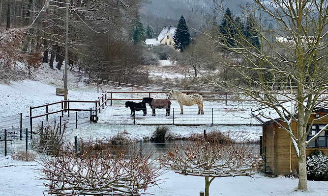 Drei Pferde stehen hintereinander wie eine Karawane auf einem schneebedeckten Platz